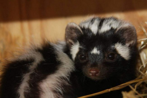 Zorilla: де розташований смугастий хребет? Zorilla: де розташований смугастий хребет?